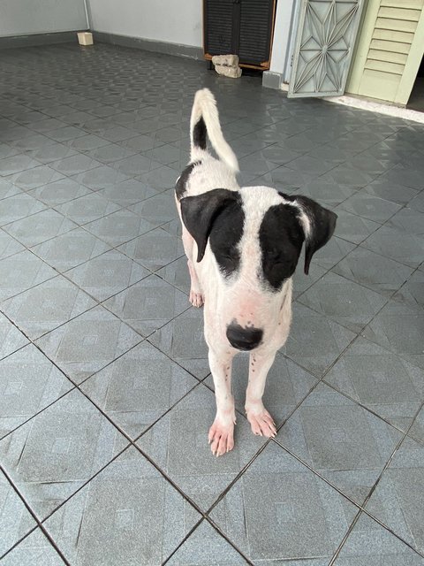 Lucy &amp; Linus - Mixed Breed Dog