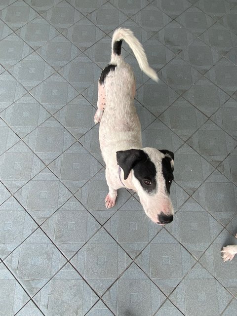 Lucy &amp; Linus - Mixed Breed Dog