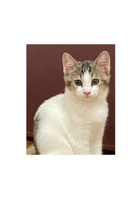 Seated quietly. Playful with other kittens.