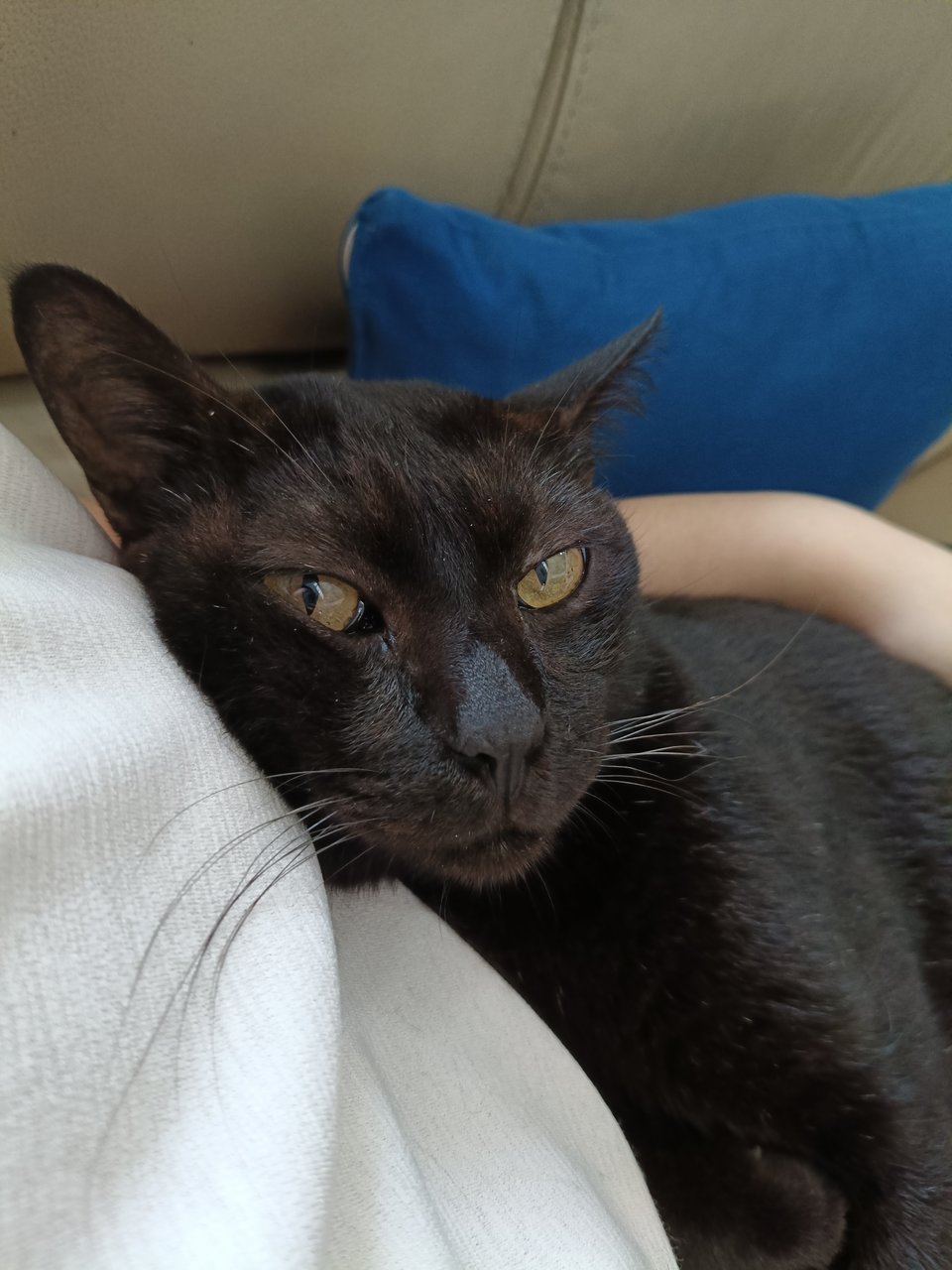 Kuro - Domestic Short Hair Cat