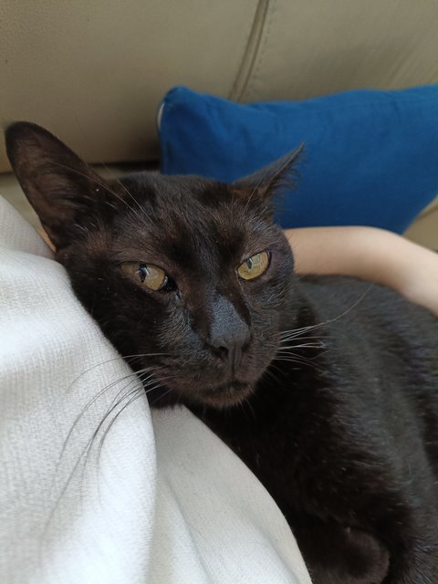 Kuro - Domestic Short Hair Cat