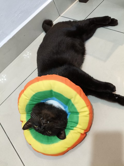 Kuro - Domestic Short Hair Cat