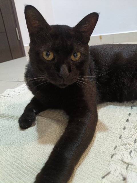 Kuro - Domestic Short Hair Cat