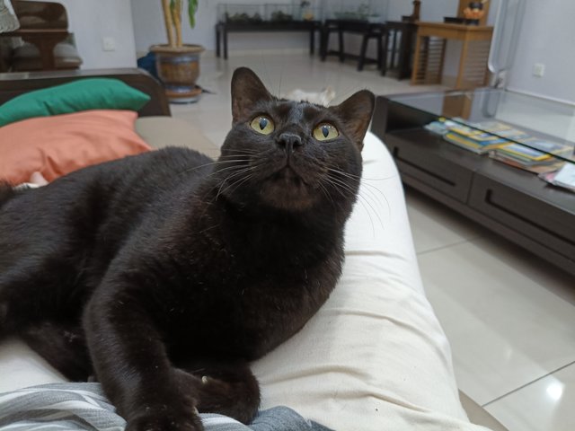 Kuro - Domestic Short Hair Cat