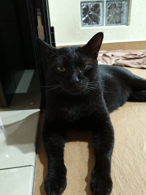 Kuro - Domestic Short Hair Cat