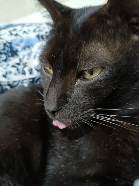 Kuro - Domestic Short Hair Cat