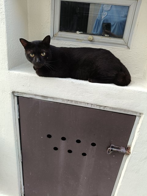 Kuro - Domestic Short Hair Cat