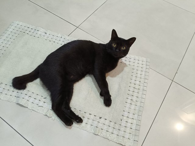 Kuro - Domestic Short Hair Cat