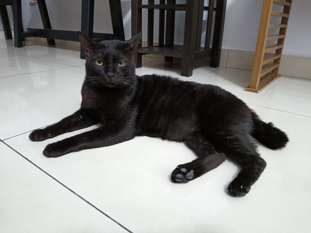 Kuro - Domestic Short Hair Cat