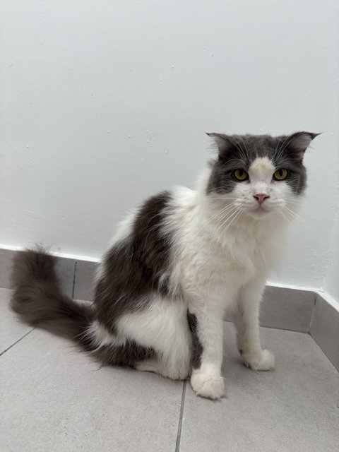 Oreo - Scottish Fold + American Curl Cat