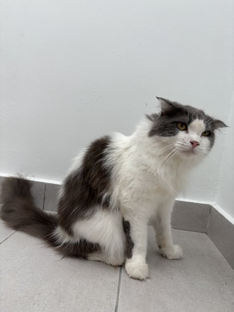 Oreo - Scottish Fold + American Curl Cat