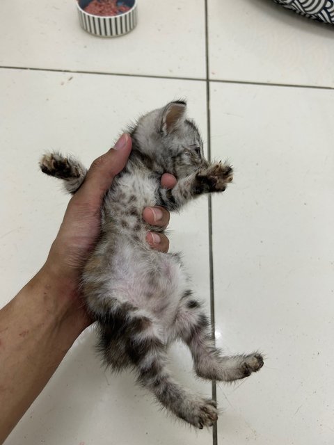 PF141690 - Domestic Medium Hair Cat