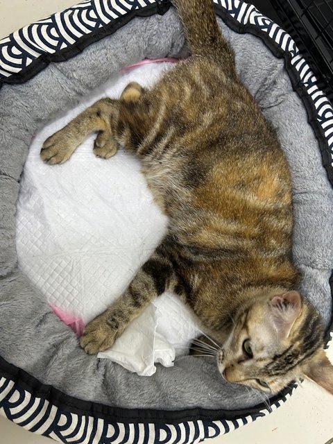PF141690 - Domestic Medium Hair Cat