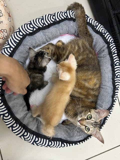 PF141690 - Domestic Medium Hair Cat