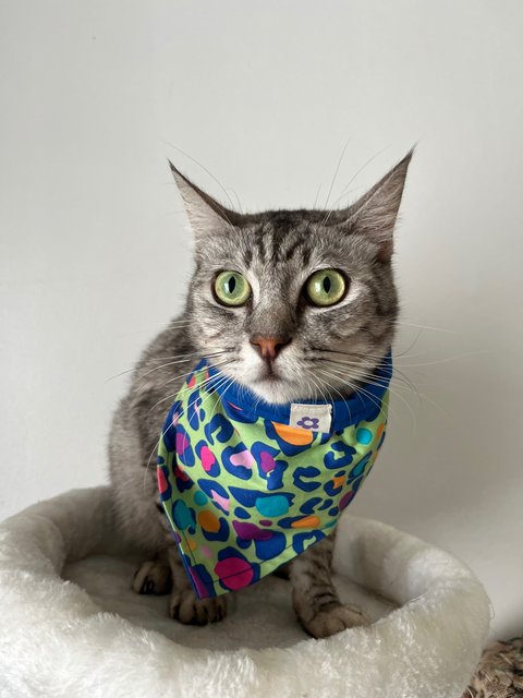 Misho - Domestic Short Hair Cat