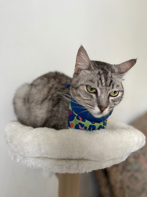 Misho - Domestic Short Hair Cat