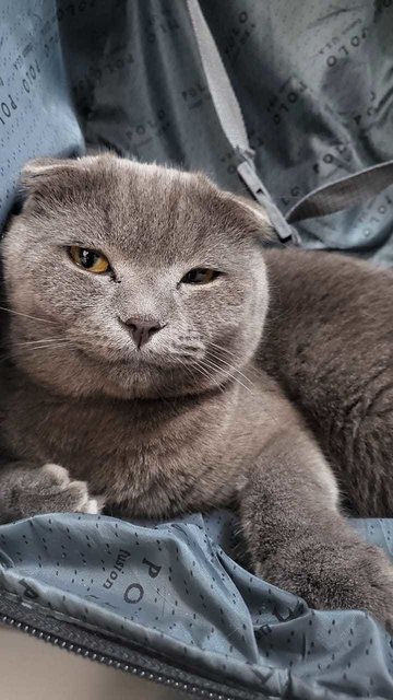 Twin Male Cats – British Short Scottish - British Shorthair + Scottish Fold Cat