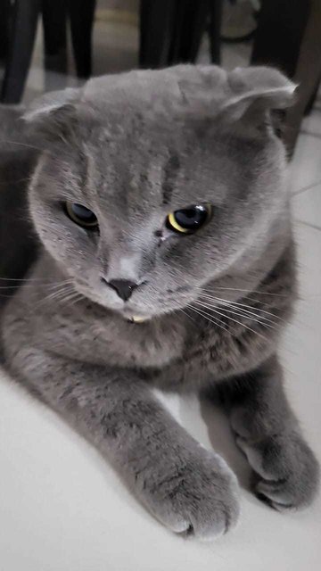 Twin Male Cats – British Short Scottish - British Shorthair + Scottish Fold Cat
