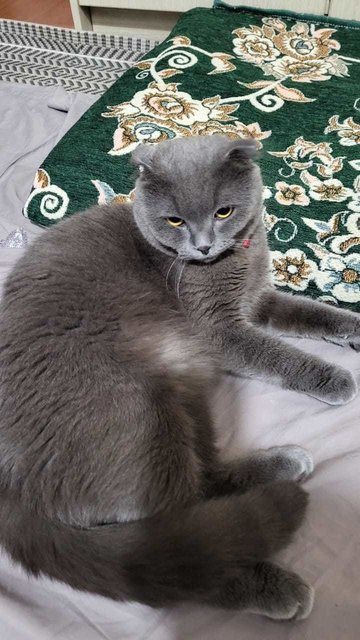 Twin Male Cats – British Short Scottish - British Shorthair + Scottish Fold Cat