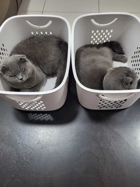 Twin Male Cats – British Short Scottish - British Shorthair + Scottish Fold Cat