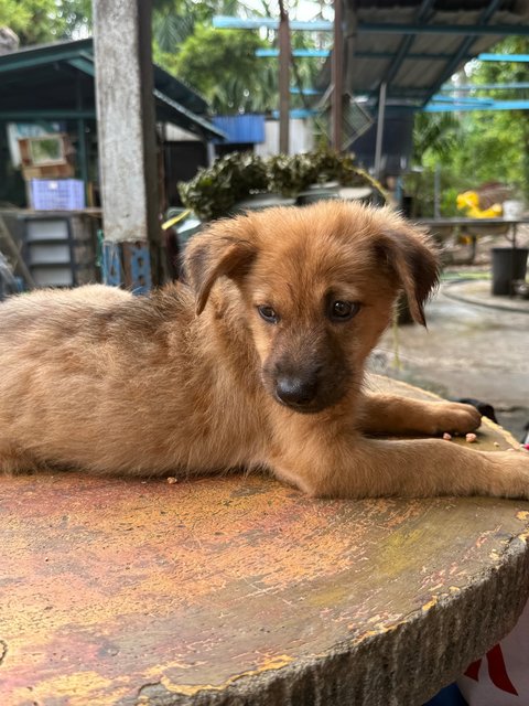 Tigger - Mixed Breed Dog