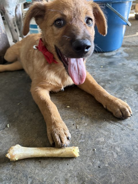 Tigger - Mixed Breed Dog