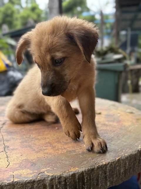 Tigger - Mixed Breed Dog