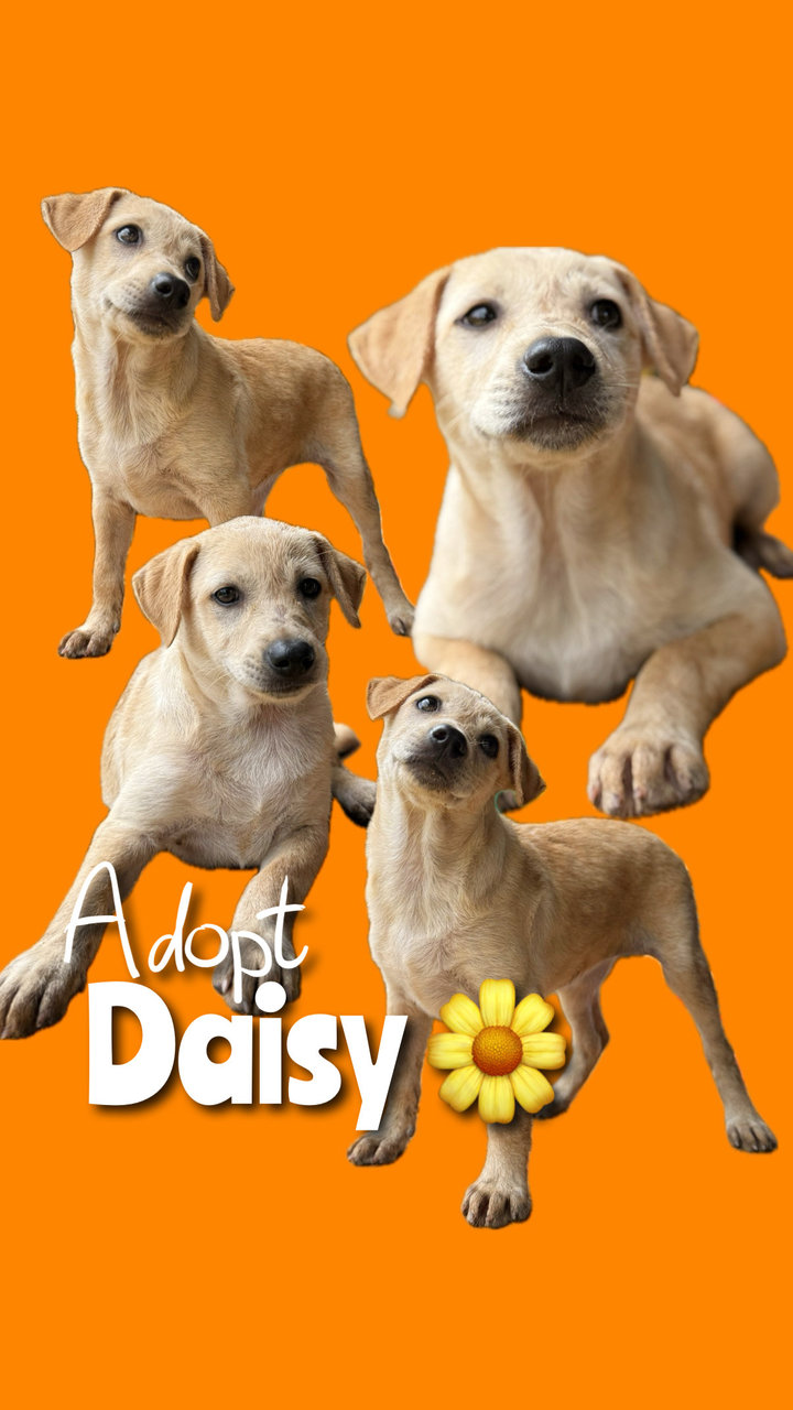 Daisy - Mixed Breed Dog