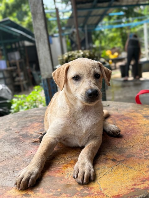 Daisy - Mixed Breed Dog
