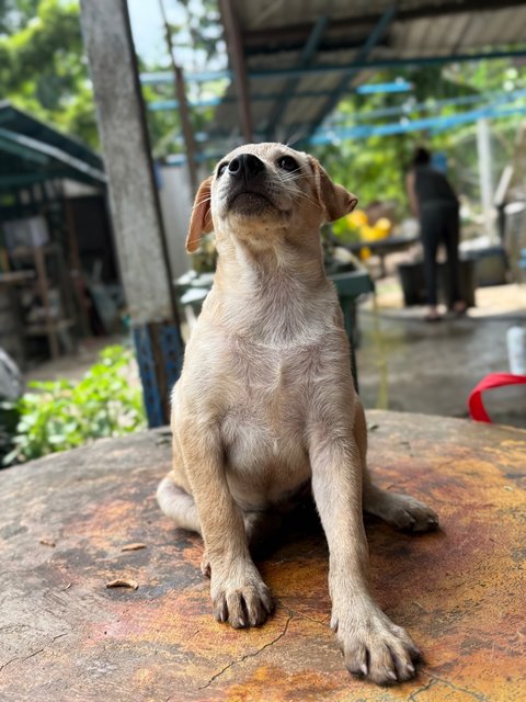 Daisy - Mixed Breed Dog