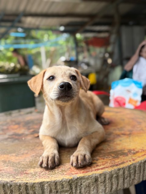 Daisy - Mixed Breed Dog
