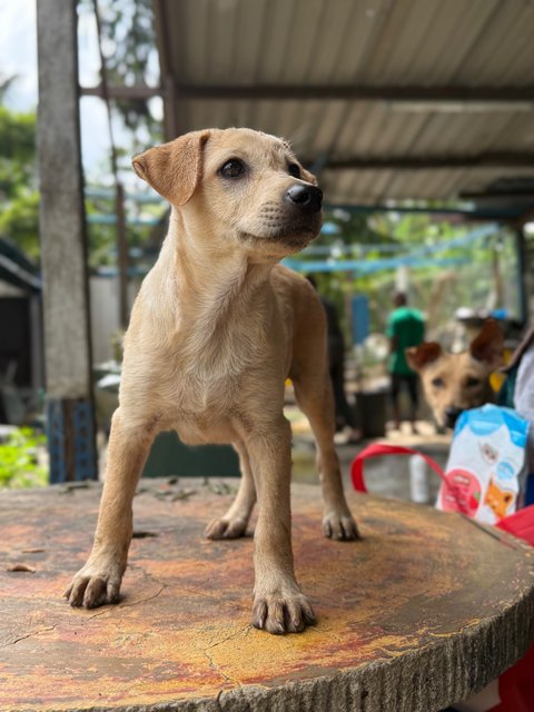 Daisy - Mixed Breed Dog