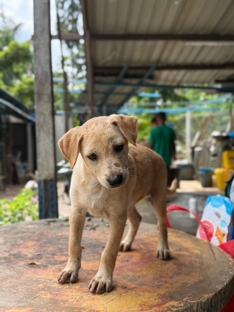 Daisy - Mixed Breed Dog