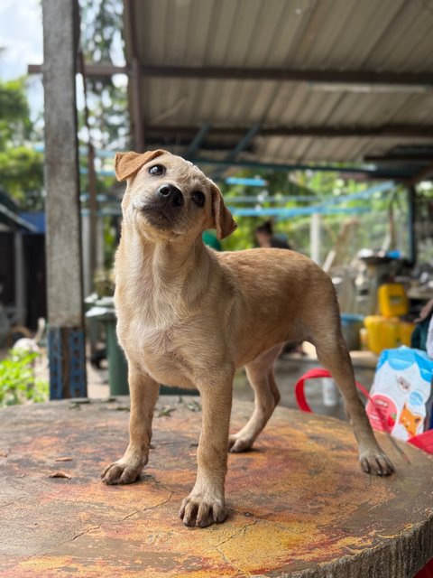 Daisy - Mixed Breed Dog