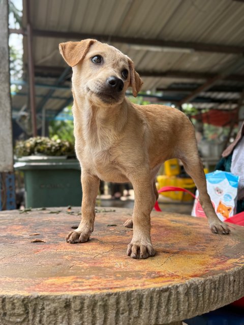 Daisy - Mixed Breed Dog