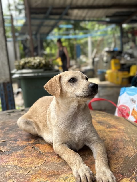 Daisy - Mixed Breed Dog