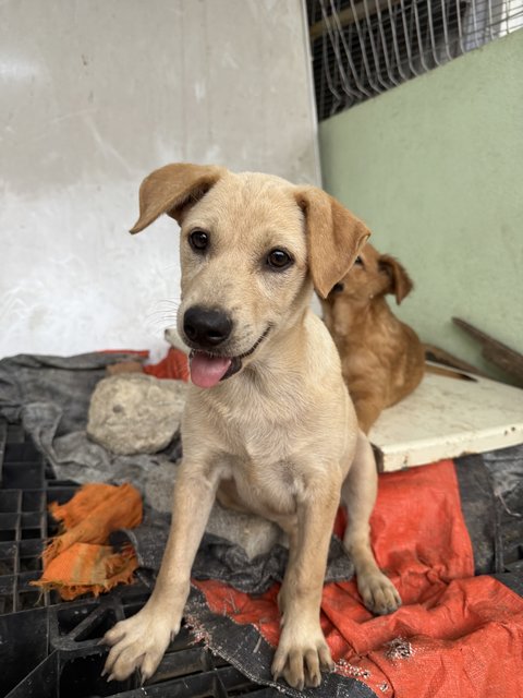 Daisy - Mixed Breed Dog