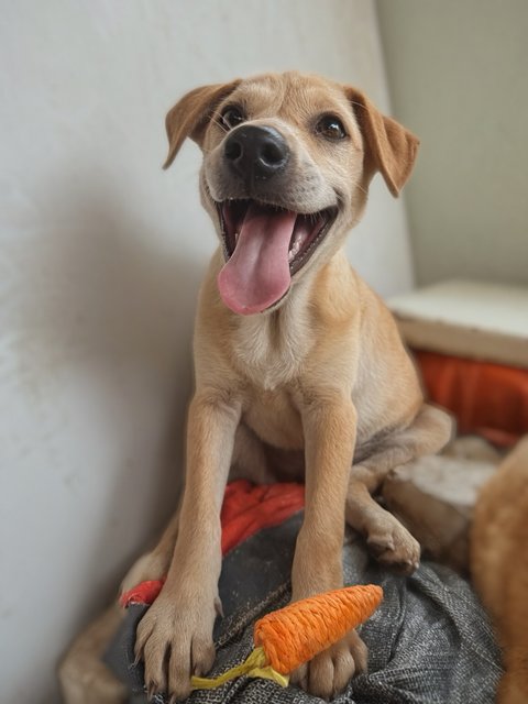 Daisy - Mixed Breed Dog