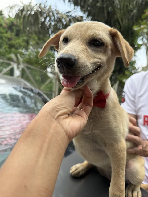 Daisy - Mixed Breed Dog