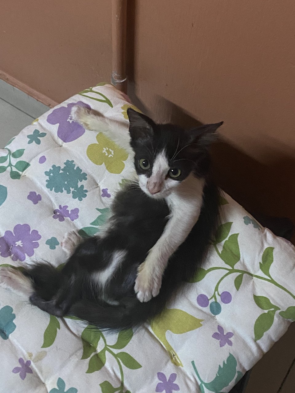 Blue - Tuxedo Cat