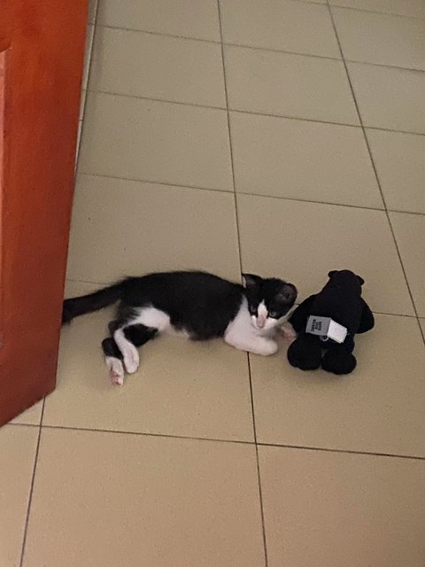 Blue - Tuxedo Cat