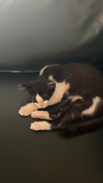 Blue - Tuxedo Cat
