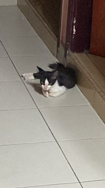 Blue - Tuxedo Cat