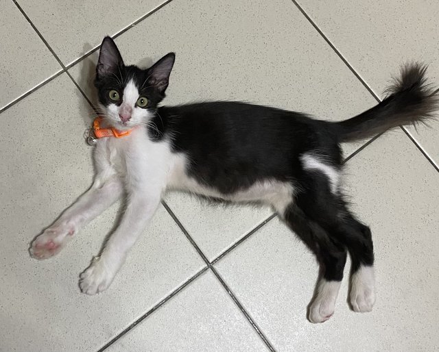 Blue - Tuxedo Cat