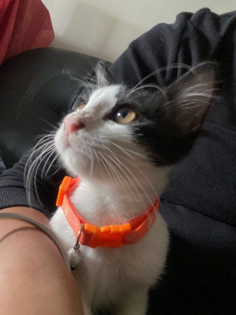 Blue - Tuxedo Cat