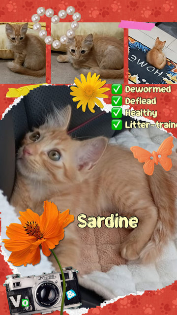 Sardine - Domestic Short Hair Cat