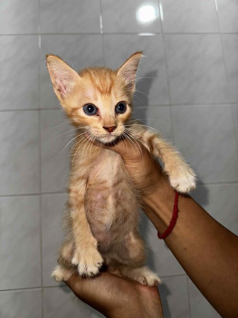 Sk Kittens - Domestic Short Hair Cat