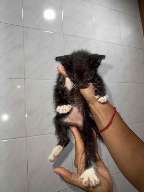 Sk Kittens - Domestic Short Hair Cat