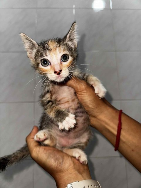 Sk Kittens - Domestic Short Hair Cat