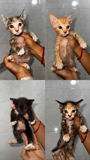 Sk Kittens - Domestic Short Hair Cat